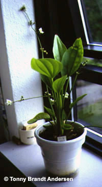 Echinodorus macrophyllus