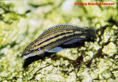 Julidochromis dickfeldi