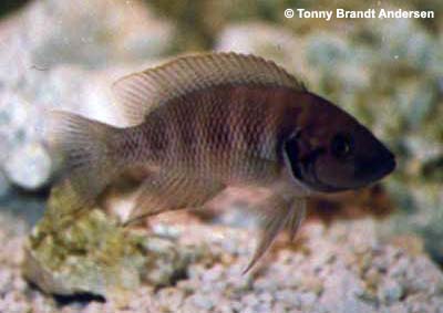 Neolamprologus savoryi