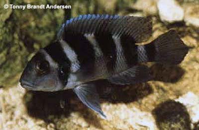 Neolamprologus tretocephalus