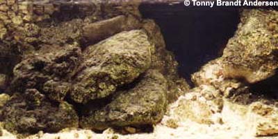 Mit Tanganyika akvarium med 150 kg. kalksten.