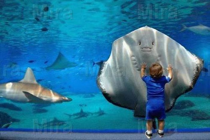 aquarium