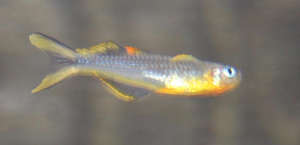 regnbuefisk