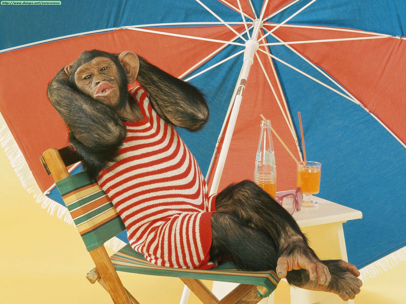 Animals_Funny_Summer_Lovin