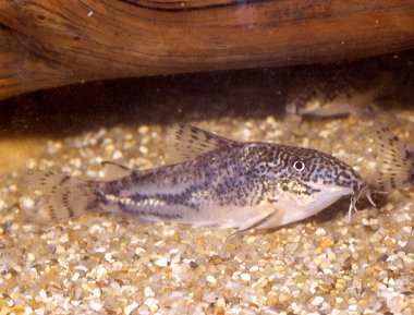 corydoras-barbatus-749131