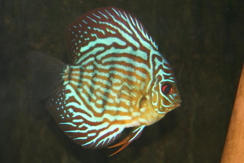 discus