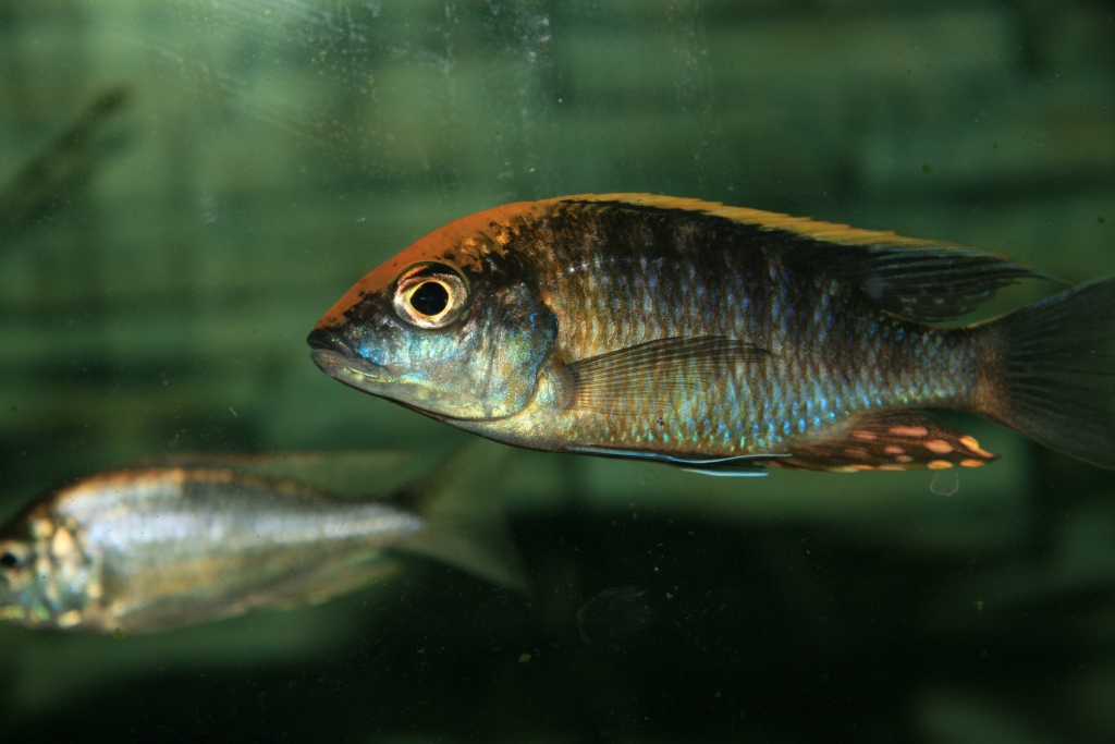cichlide
